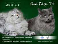 Miot K-3 Swoją Drogą*Pl