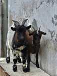 Casal de Cabras Anãs