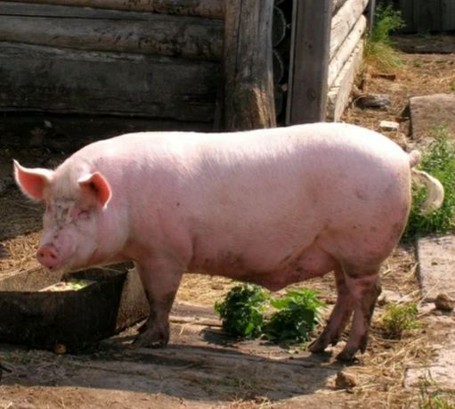 Свині живою вагою 140-180 кг