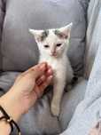 Kotki do adopcji