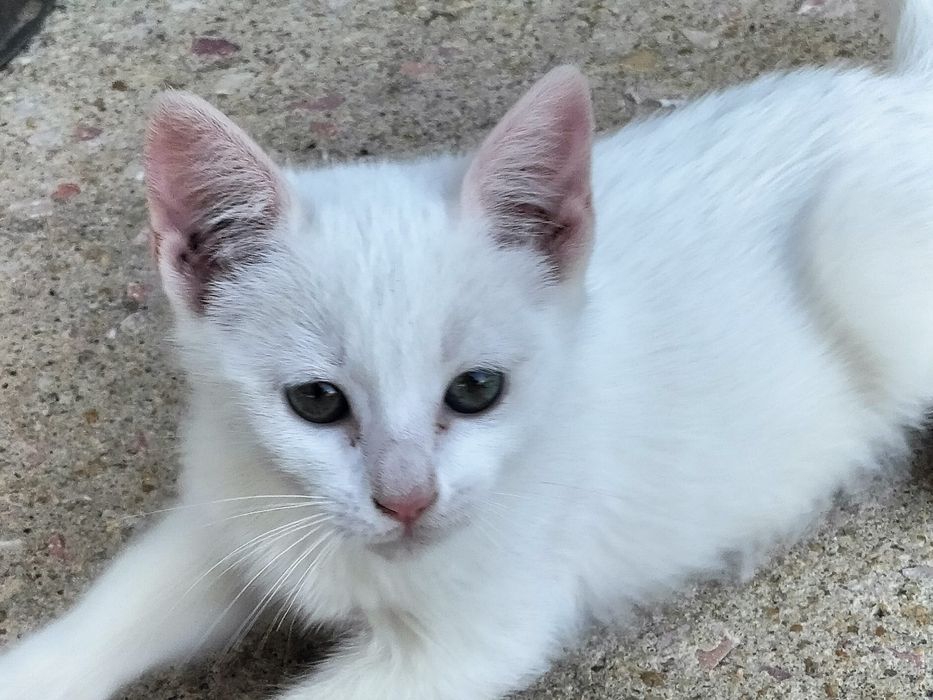 Dão-se gatinhos.