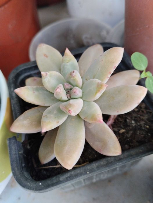 Lindas Suculentas a 1€