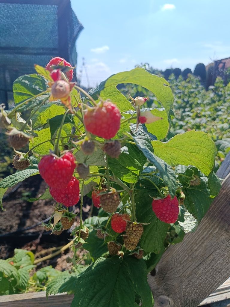 Maliny Ekologiczne Leszno zamówienia