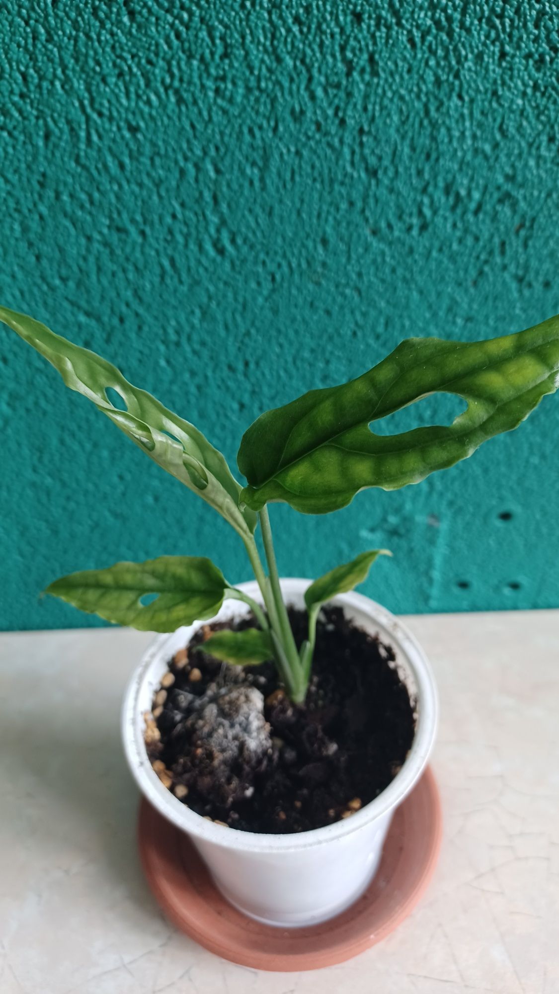 Monstera Obluqa peru