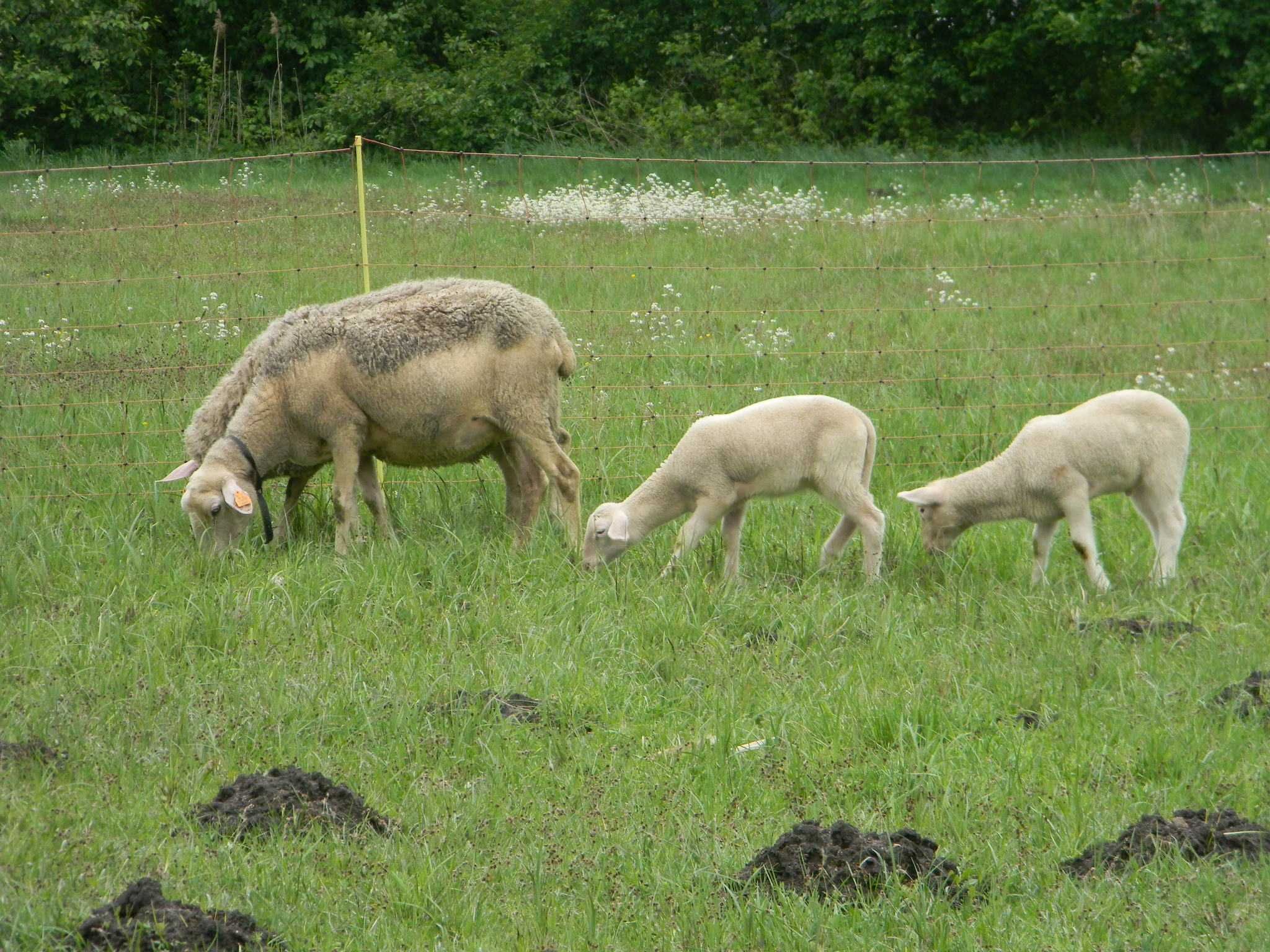 Sprzedam jagnięta lacaune i krzyżówki lacaune z fryzami