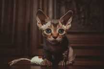 Koteczka Devon rex FPL Felis