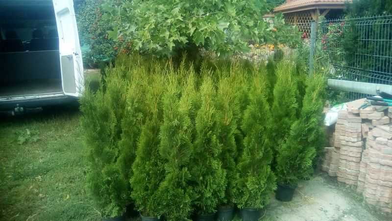 tuja szmaragd ok 100/150 cm, gęste, hurt, detal