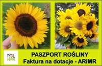 Słonecznik ozdobny kwiatowy ARiMR do dopłaty 1 kg