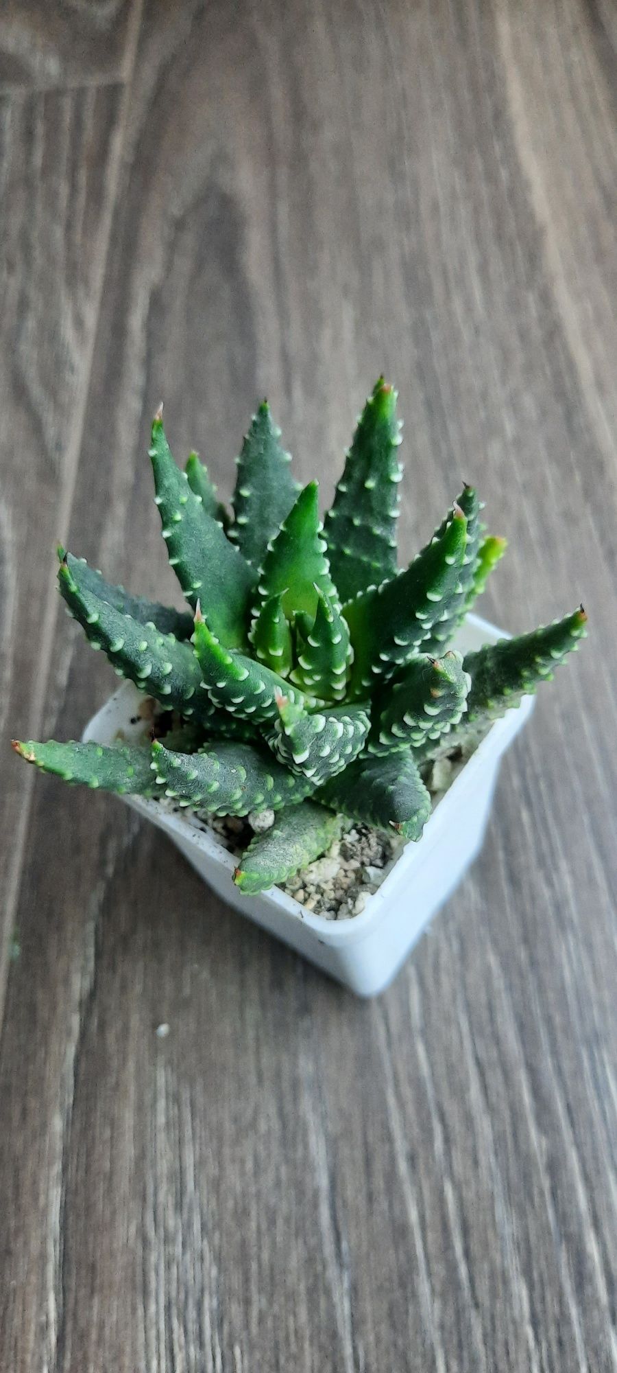 Haworthia pumila. haworthia zebrina. Хавортія пуміла і зебріна