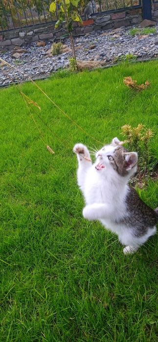 Котята. Три мальчика и одна девочка.