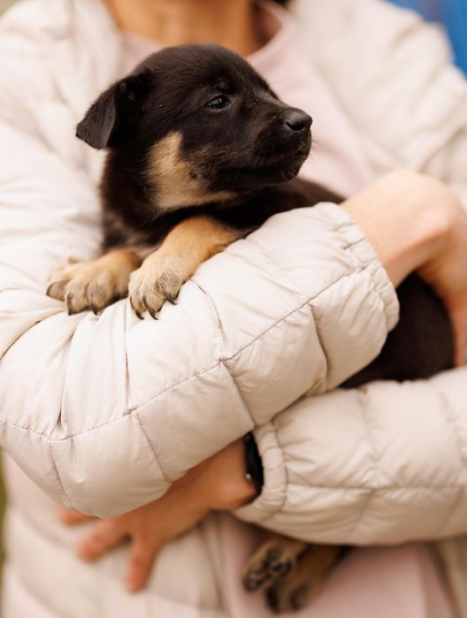 Цуценяточко- хлопчик, 2 міс