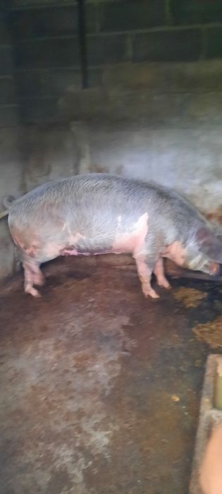 Porca de raça bisaro