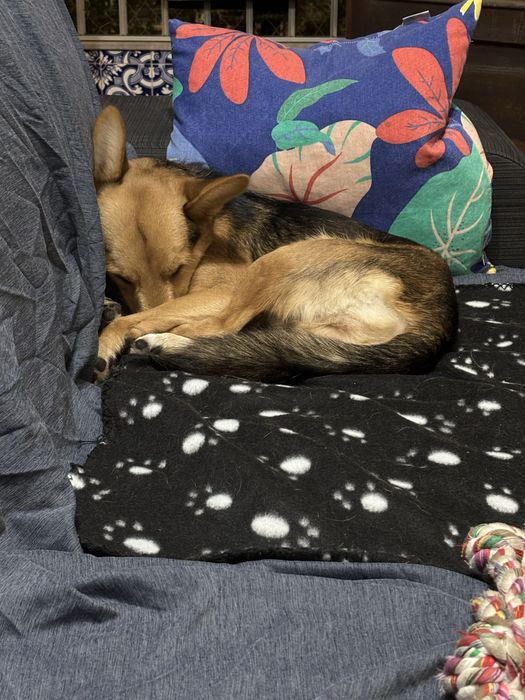 Cao de pequeno porte para adopçao - 9kg