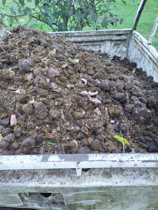 Obornik koński sprzedam