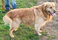 Golden retriever 5 letni Ares