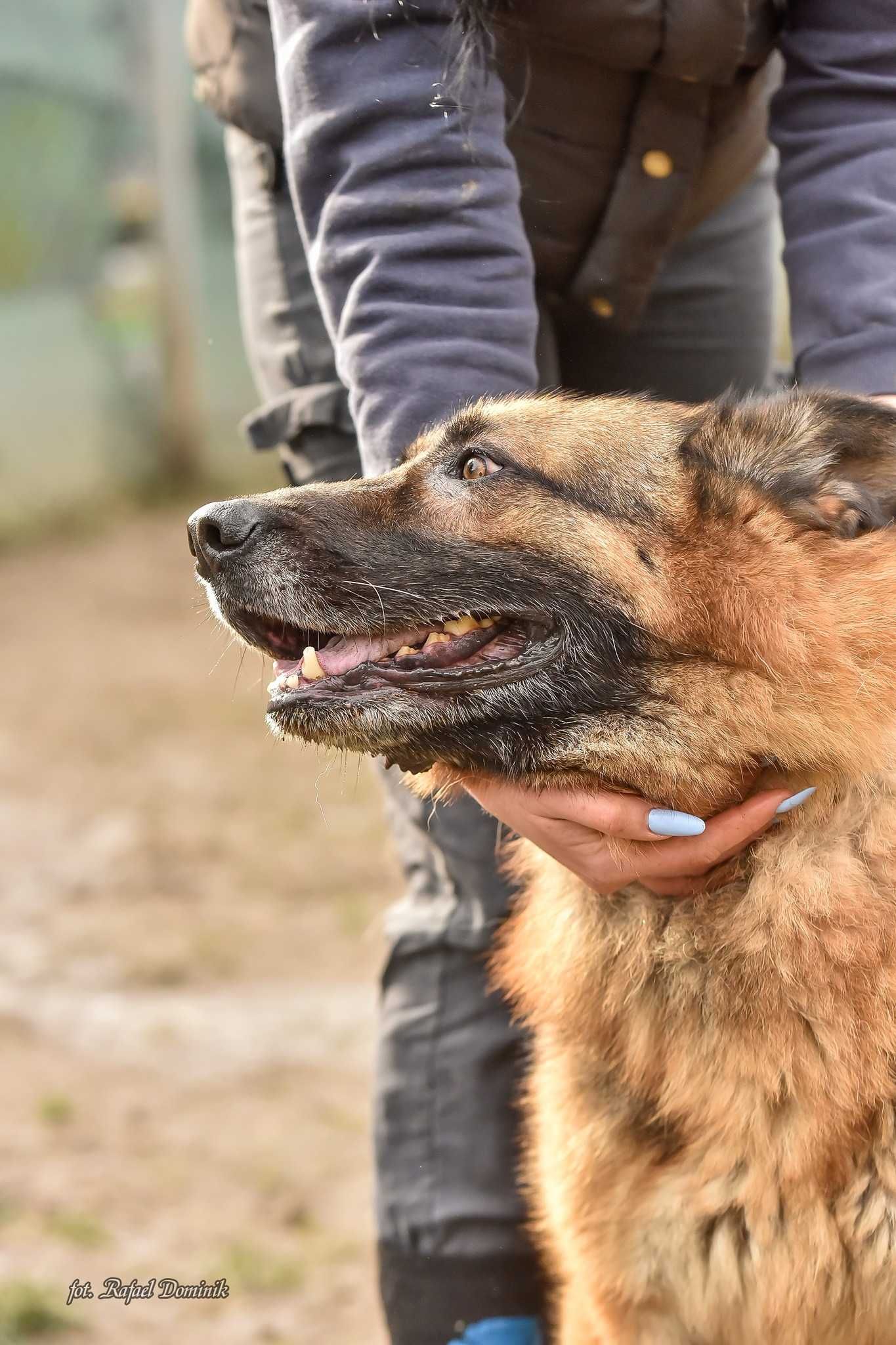 Zorro w typie owczarka niemieckiego szuka kochającego domu!