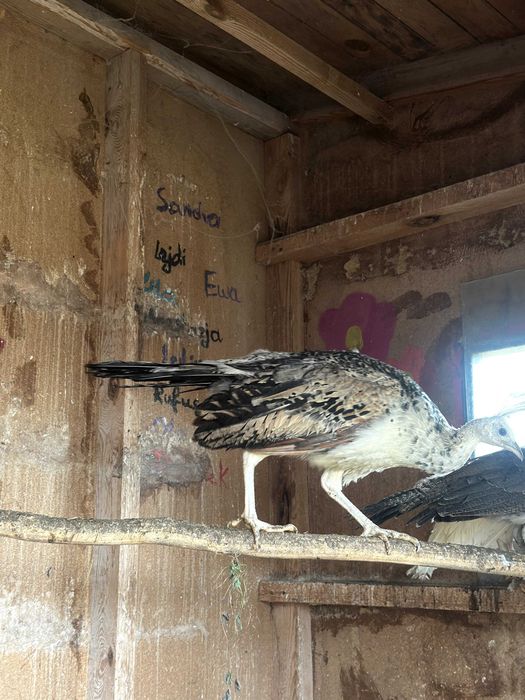 Pawie 2025 rok para czarnoskrzydłych