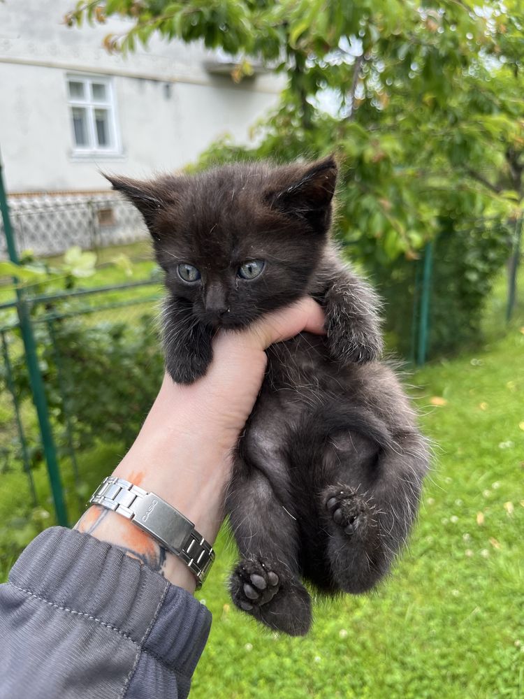 Віддамо кошенят у добрі руки