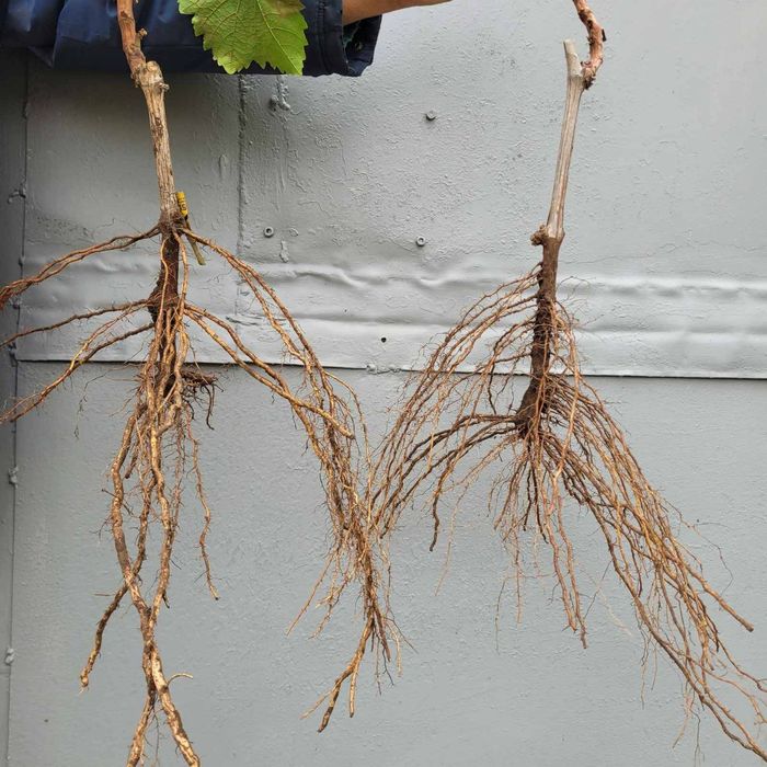 Саджанці винограду