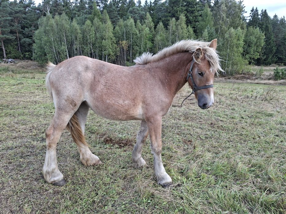 Sprzedam zrebicę zimnokrwistą