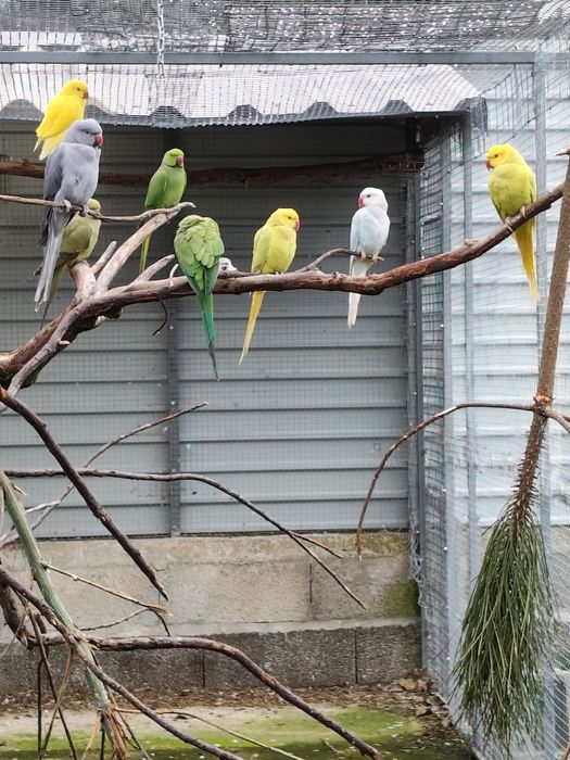 Cedência Ring Necks