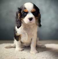 Cavalier King Charles Spaniel szczeniak suczka tricolor