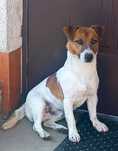 Reproduktor-Jack Russell Terrier Pochodzenie FCI(Po Czepionach Polski)