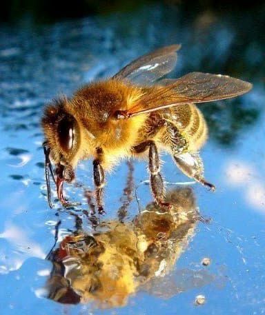 Бджолопакети 20 сімей