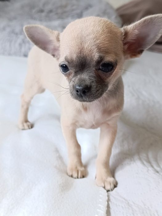 Chihuahua  Śliczna  suczka