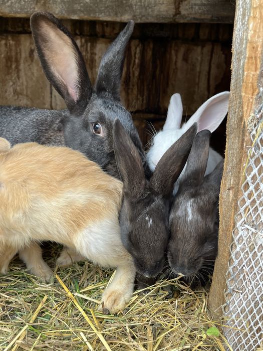 продам мясо молодого кролика