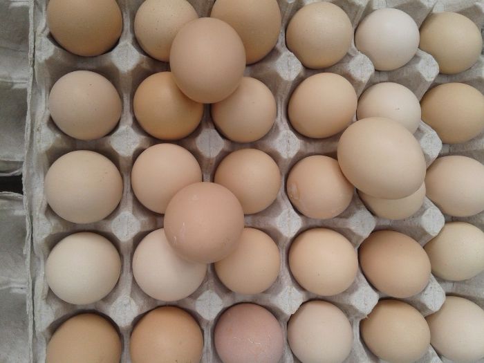 Инкубационное яйцо Адлера Серебристого