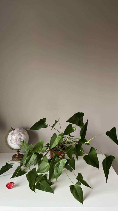 Duże anturium anthurium kwiat roślina
