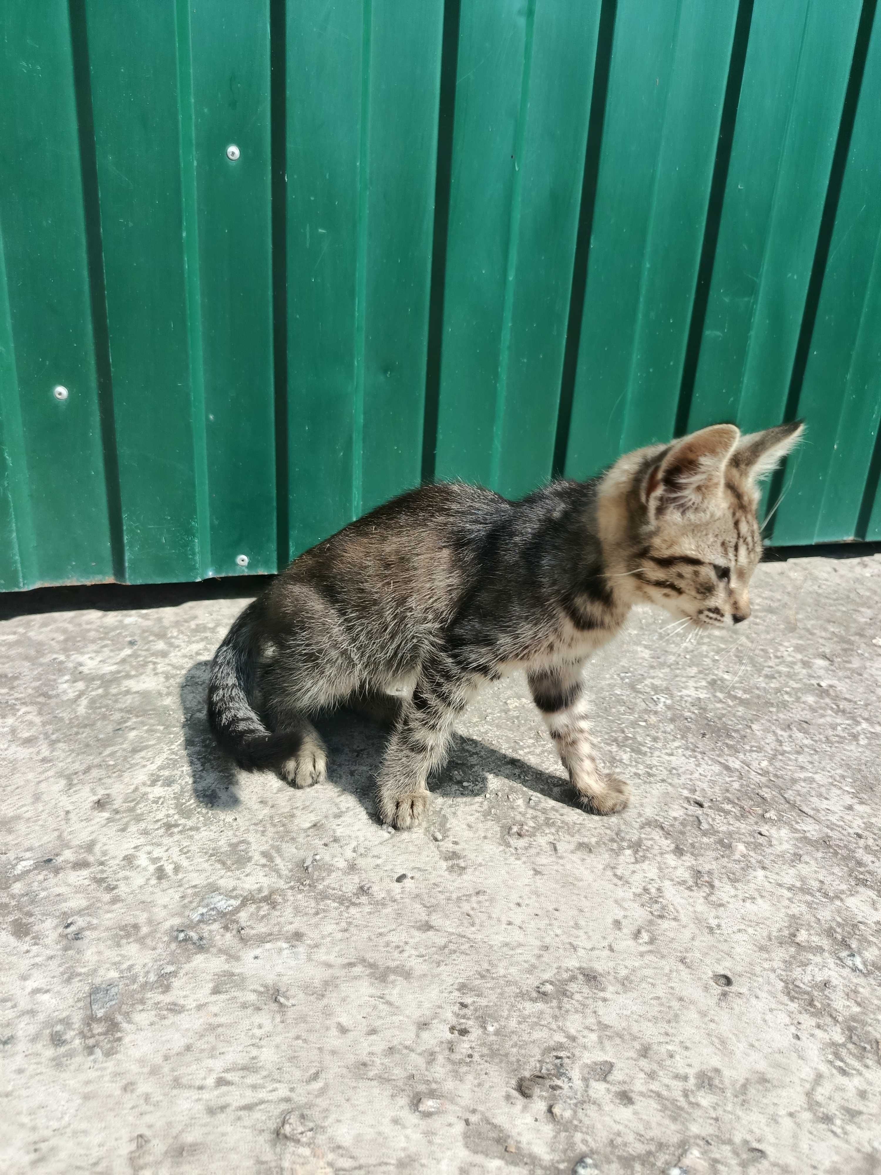 Кошеня в добрие руки.