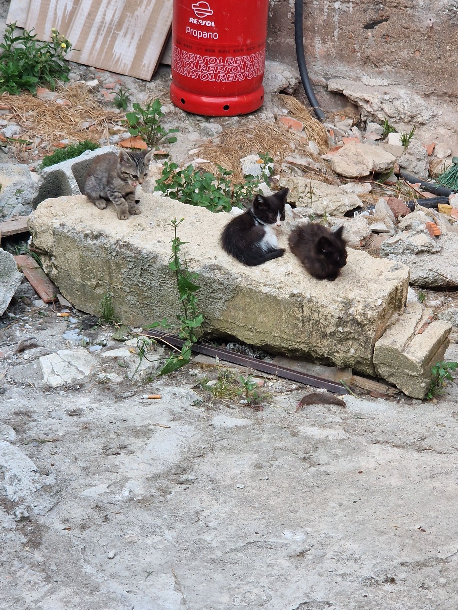 Dou gatinhos bebs