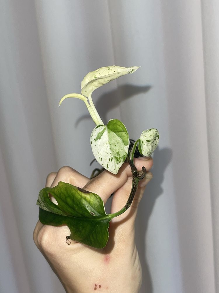 Epipremnum Pinnatum marble sadzonki