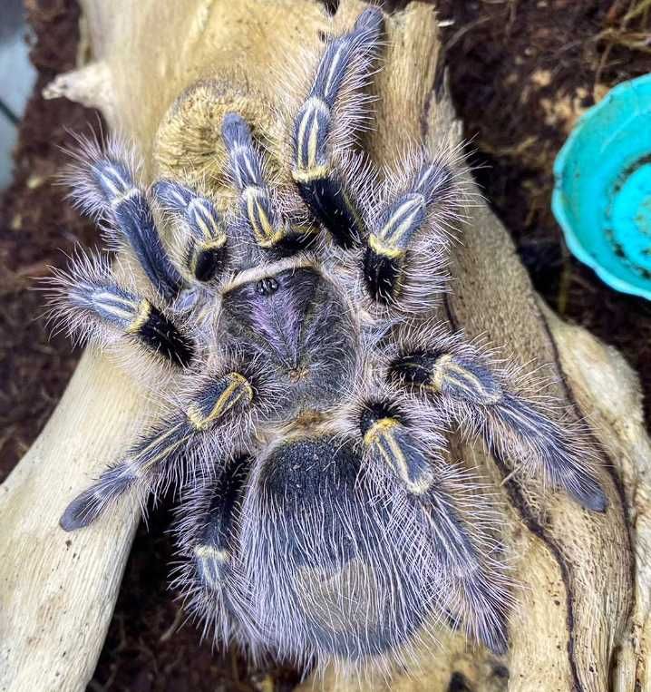 Паук птицеед Grammostola pulchripes (aureostriata) красивые самцы L7+