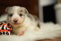 Uroczy piesek Rasy Bordre Collie blue merle - Kodi.