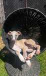 Whippet piesek FCI