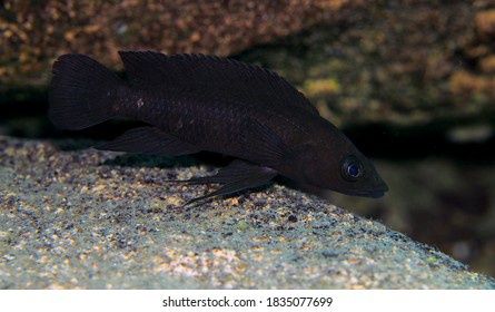 Neolamplogus leleupi leleupa Black Kongo tanganika