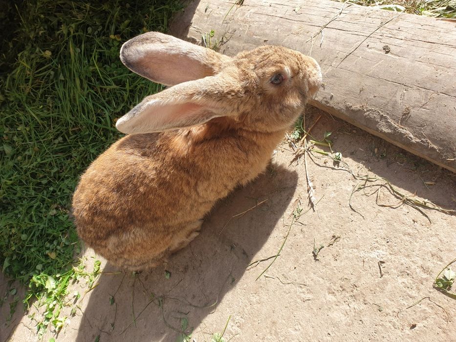 króliki królik Samice Samce