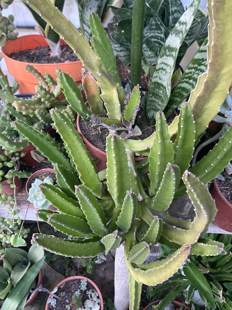 Catos, suculentas e agave