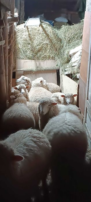 Sprzedam owce pogórza