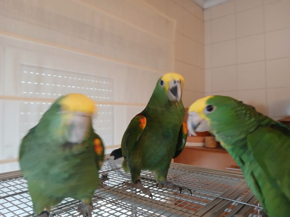 Casal de Amazona oratrix