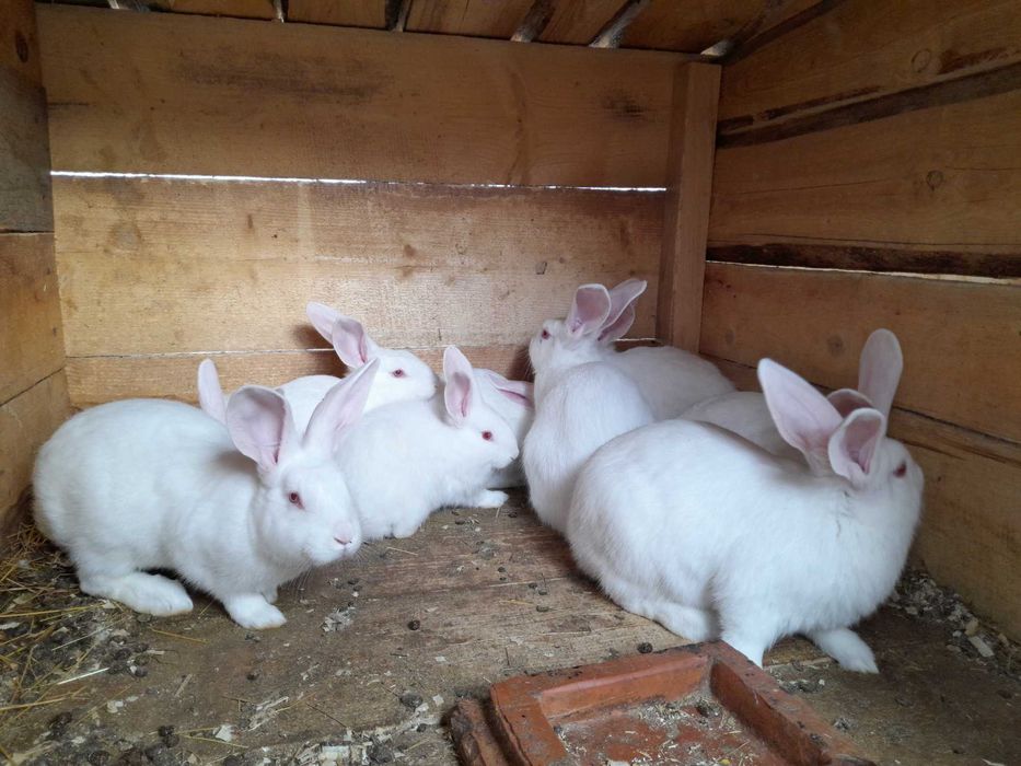 ПАНОН БІЛИЙ різного віку