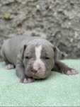 Amerykanski Pitbull Terrier