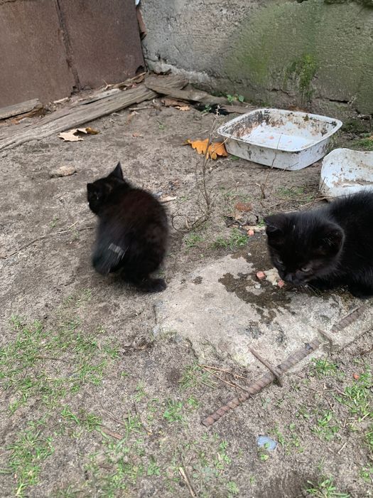 3 кошенята в добрі руки