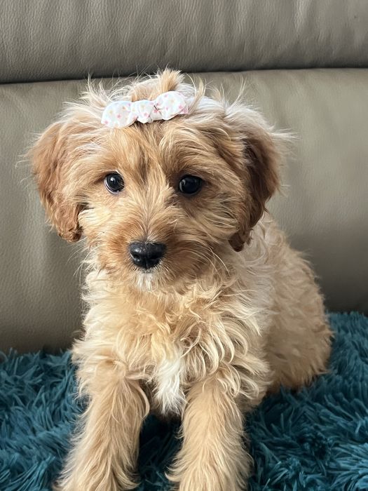 Cudowna suczka cavapoo do odbioru