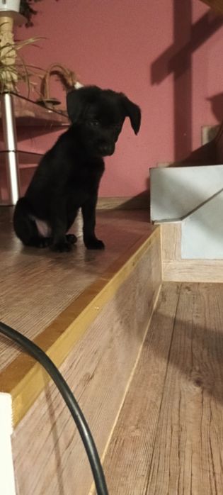 Lena. Dwumiesięczny szczeniak.