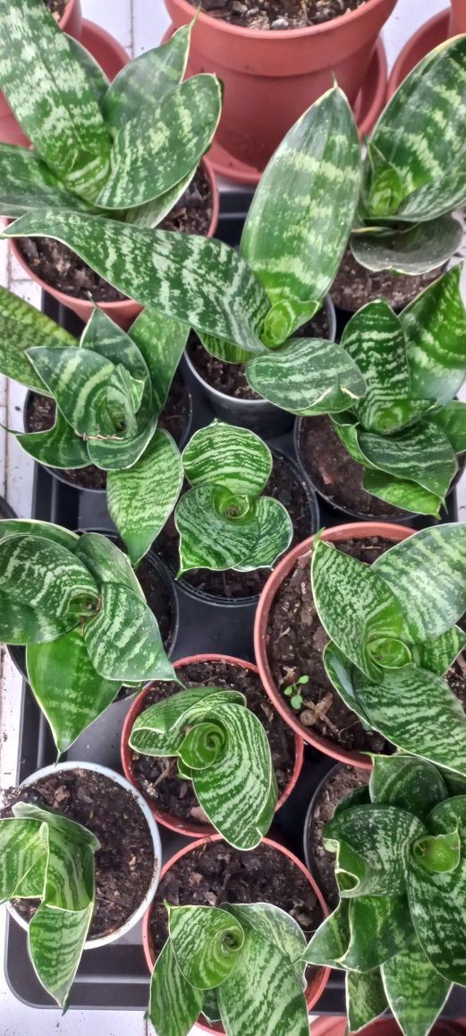 Planta Sansiveria mini