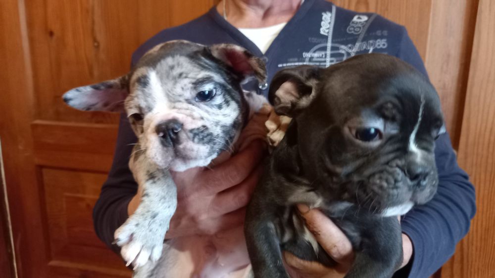 Хлопчики французи.